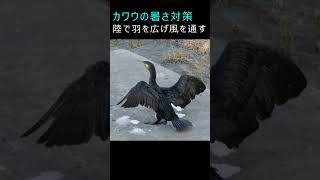 カワウの暑さ対策：陸で羽を広げ風を通す  #shorts  #カワウ