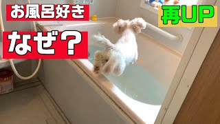 愛犬がお風呂好きになるまで　(再アップ)