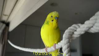 おしゃべりセキセイインコ、チャッピー　Talking Budgerigar, Chappie