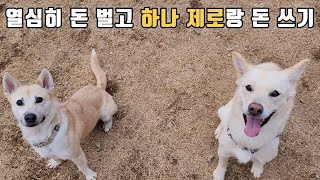 [절약VLOG] 열심히 돈 벌고 반려견과 독채 애견운동장 다녀오기