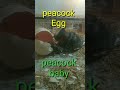 peacock egg