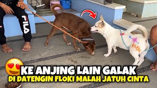 ANJING GALAK JATUH CINTA DENGAN KING FLOKI ‼️