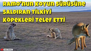 Ramo'nun Koyun Sürüsüne Saldıran Tilkiyi Köpekleri Telef Etti