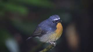 Snowy-browed Flycatcher