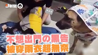 下雨天＝睡覺天！黑狗懶得出門 眼神死躺著給飼主穿雨衣｜寵物動物｜遛狗｜精選影片