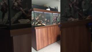 Aquarium 450 litres discus