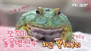 [쪼동4] 내원 환자 : 차코 뿔개구리 보루님ㅣ[Animal Hospital for Tiny Animals 4]: Pacman Frog Boru