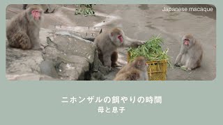 【ニホンザルの大人になった息子と母】親子関係はいつまで？