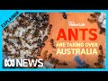 Australia has a crazy ant problem | ABC News