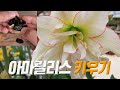 아마릴리스 키우기 🌿 아마릴리스 번식시키기 🌺 Amaryllis care   #엉클플랜트 #식물키우기