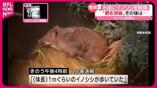 【水路でイノシシ発見】「網を突破された」捕獲試みるも逃げられ…  福岡市