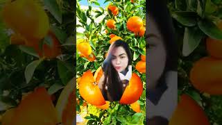 ShortVid#14: Oranges Fruit's @CyannaReign365#OrangesRichOfVit.C #MoreInfReadOnTheDescriptionBox