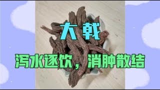 中医中药知识普及-大戟，可泻水逐饮消肿散结，用于胸水腹水，痰饮积聚，痈肿疮毒