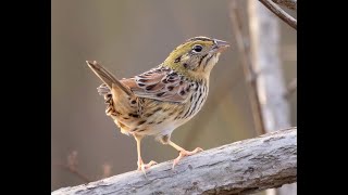 Birds of Florida by Kirsten Hines