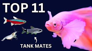 Top 11 Betta Fish Tankmates That Actually Work!