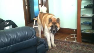 Max - 8 month old akita howling  .... MASSIVE