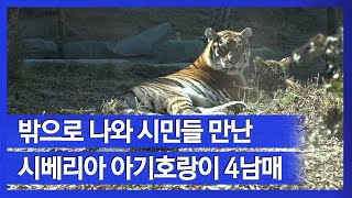 [눈TV] 서울대공원 시베리아 호랑이 4남매 시민과 첫 만남