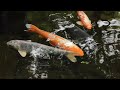 東京・杉並　初夏の大田黒公園