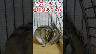 しまりす「ポン吉」無駄に回る。【ペット】【シマリス】【Chipmunk】【Squirrel】【Kawaii】【Cute】