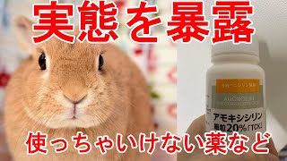 【うさぎ】獣医師が教える犬と猫の病院て゛ウサキ゛を診療してもらった結果・・・