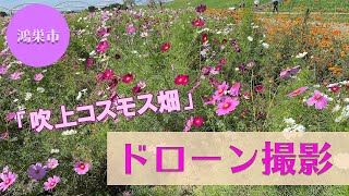 鴻巣市「吹上コスモス畑」～ドローン撮影～