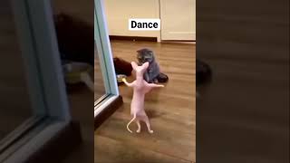 Ups           #foryou #viral #cat #cats #dance