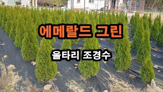 [전원생활] 에메랄드 그린 묘목 3년 키우는 방법