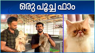 Cat Farming in Kottayam | പൂച്ചകൾക്ക് സർവ്വ സൗകര്യങ്ങളുമായി ഒരു പൂച്ച ഫാം