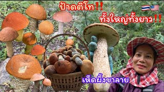 เก็บเห็ดผึ้งขาลาย🍄🍄ป่าใหม่มีแต่ดอกใหญ่ๆยาวๆขาวๆอวบๆ ออกเต็มป่า เก็บม่วนเก็บมันส์ ฟินสุดๆ ep.39