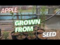 HOW TO GROW APPLES IN YOUR KITCHEN WITHOUT STRATIFICATION