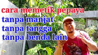 cara memetik pepaya di pohon yang tinggi tanpa manjat, tanpa tangga, tanpa benda lain || bukan sihir