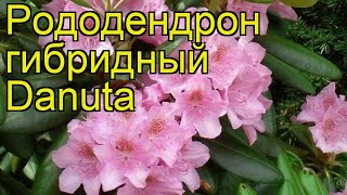 Рододендрон гибридный Данута. Краткий обзор, описание характеристик rhododendron Danuta