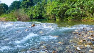 Forest River Sounds - Beautiful Peaceful River, Birds Singing in High Tree Branches, Relaxing