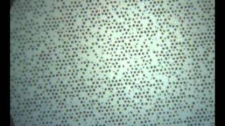 Janus Black-and-White Microspheres Rotating in Electric Field
