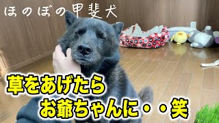 甲斐犬に草をあげたらお爺ちゃんになったww