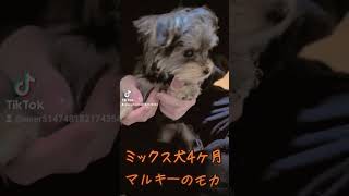 ［子犬のモカ］4ヶ月ミックス犬マルキーのモカ1.4キロのダンス　#ミックス犬　#4ヶ月　#ダンス　#可愛い子犬 　#仔犬　#多頭飼い犬　#4匹　#犬のいる生活 　#いぬのきもち 　#cute 　#子犬