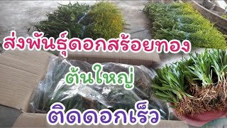 สร้อยทองพันธุ์เจดีย์คุณภาพดี ต้นใหญ่ปลูกแล้วติดดอกเร็ว🌾Tel.089-4439237