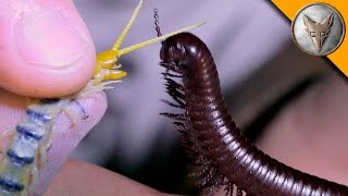 Millipede vs Centipede!