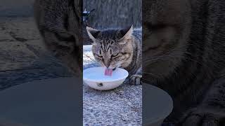 寝そべったまま水を飲む猫w　 #猫 #野良猫 #野郎が撮った猫動画