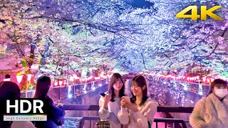 Tokyo Meguro River Cherry Blossoms・4K HDR/Binaural