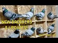 UPDATE VIDEO! MADAMI NA NAMAN TAYO IBON & I DEDICATE THIS VIDEO TO JOEVEN PIGEON LOFT WATCH TILL END