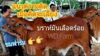 วัวบราห์มันเลือดร้อย กับแนวความคิดก่อนตัดสินใจที่วันดีฟาร์ม | EP.92