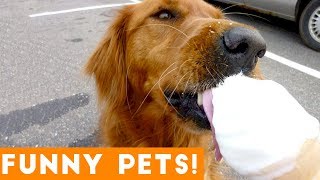Funniest Pets & Animals of the Week Compilation June 2018 | Hilarious Try Not to Laugh Animals Fail