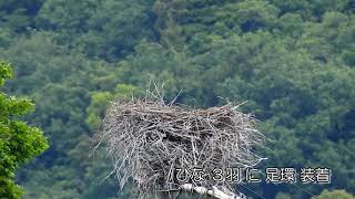 鳴門コウノトリ 2021/05/13 撮影 成長記録 徳島県鳴門市