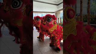 LION DANCE Performance 2025 #chineseculture #liondance2025 #liondance