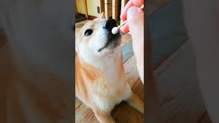 耳をコチョコチョされて気持ち良さそう。その綿棒のニオイがやみつきになる柴犬姉妹🐶✨ #shibainu #多頭飼い #shorts