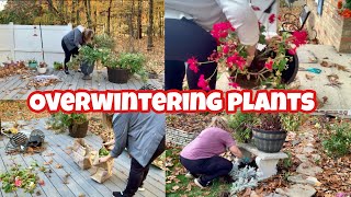 OVERWINTERING MY ZONAL GERANIUMS, begonias and Dahlia. Plus cleaning up the garden for winter