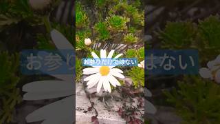 【綺麗なお花】まるでお庭のような霊園! #樹木葬 #堺市 #庭 #shorts