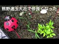 ☾田舎の風景☽🍵農家の夏🍵お茶刈り🍵夏の風物詩🍵田舎娘😆雨の観葉植物🪴