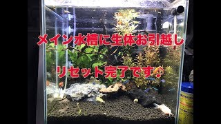 メイン水槽に生体お引越し　リセット完了です♪